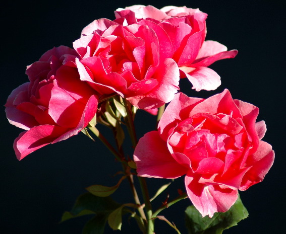 20040601-0304 Red Flowers