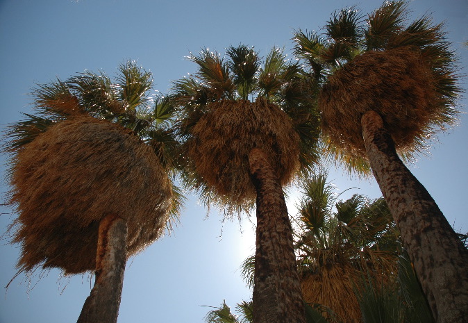 20040606-0689 Three Palms