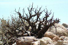 20040606-0717 Tortured tree