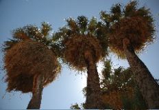 20040606-0689 Three Palms