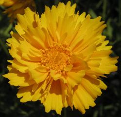 p5265168 Yellow Flower