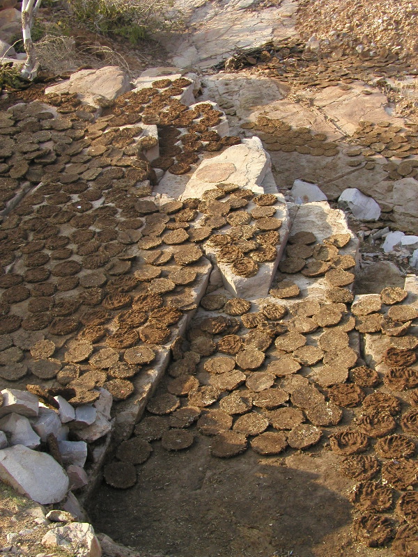 p1094296 Dung on rocks