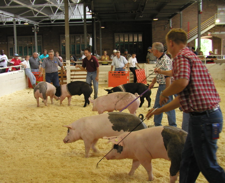 Pig Show