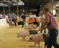 Pig Show