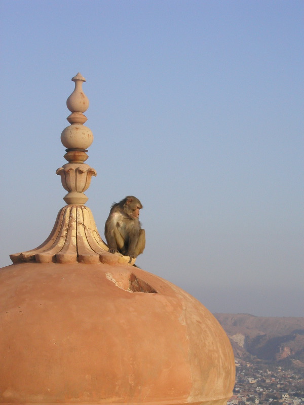 p1094320 Monkey on roof