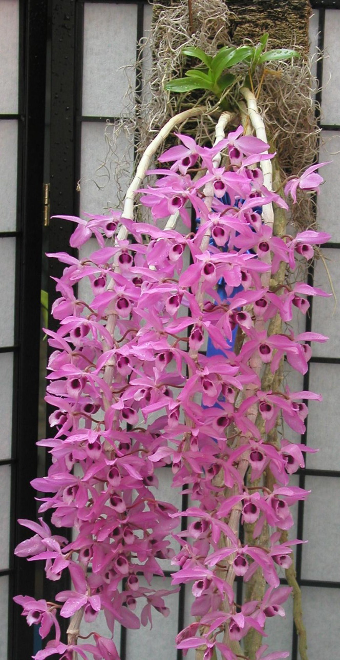 20040416-1025 Pink Orchids