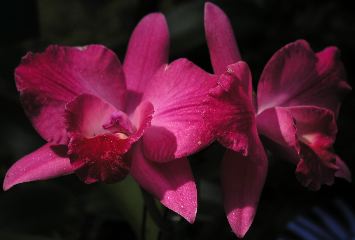 20040416-1015 Pink Orchid