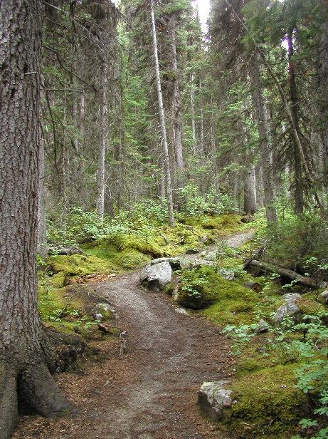 P8253065 Forest, Lake Louise, Banff