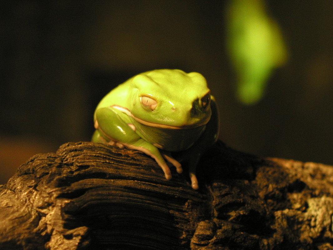 P6080276 Tree Frog