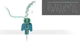 nanopore4