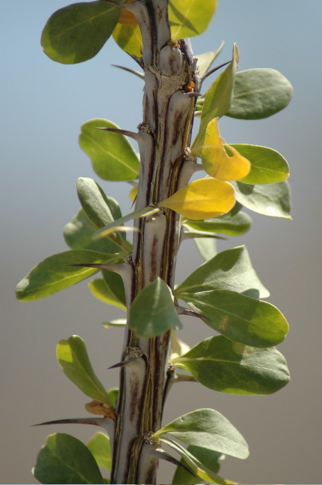 20040606-0814 Ocotillo detail