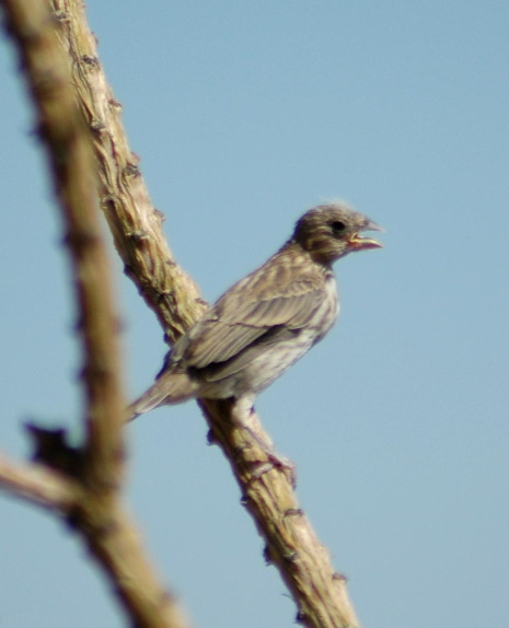 20040606-0823 Bird in Octillo