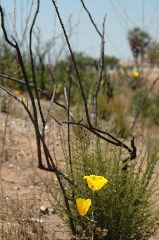 20040605-0526 Wildflowers