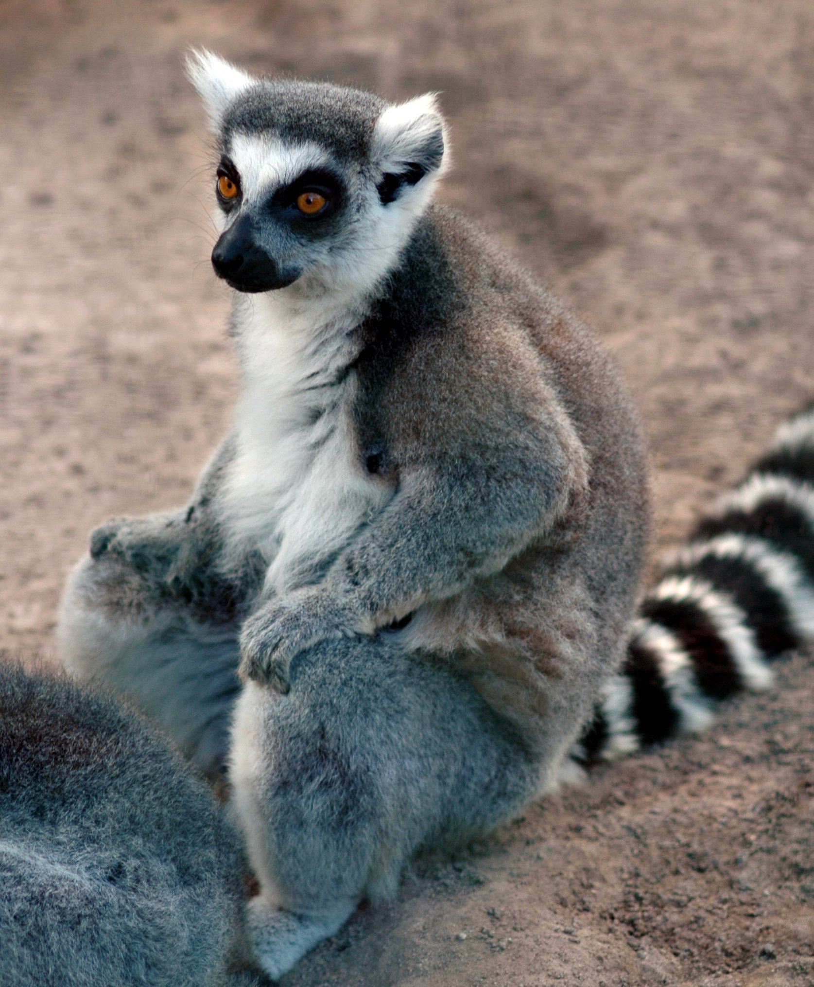 20051126-5007 Lemur