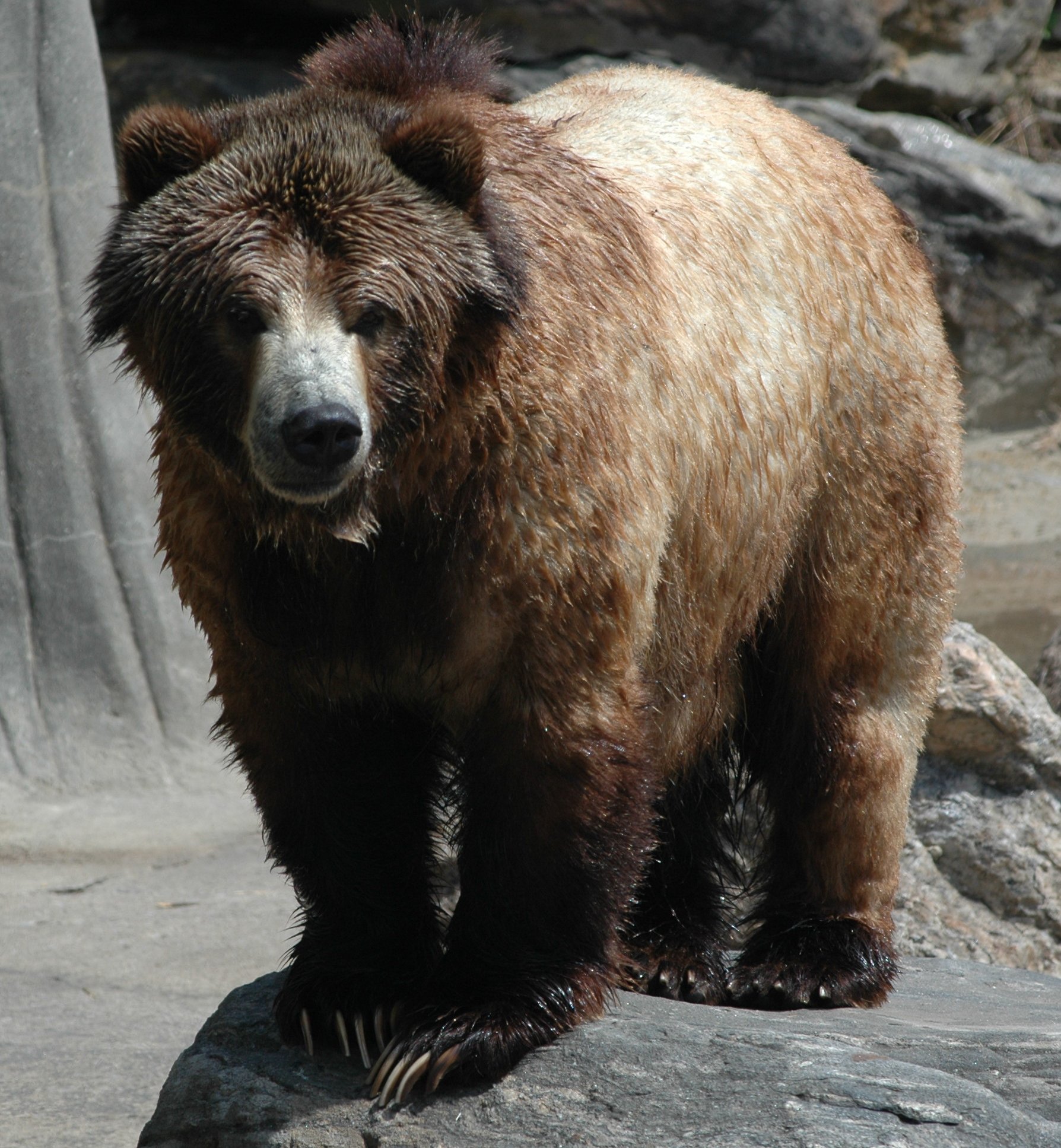 20060412-7108 Grizzly bear